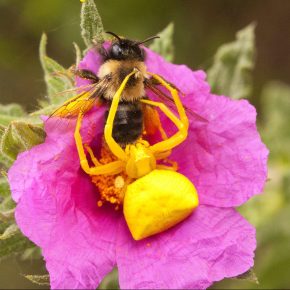 Lo que ya sabes de las abejas (o no)